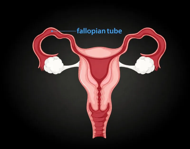 fallop tüpleri nelerdir