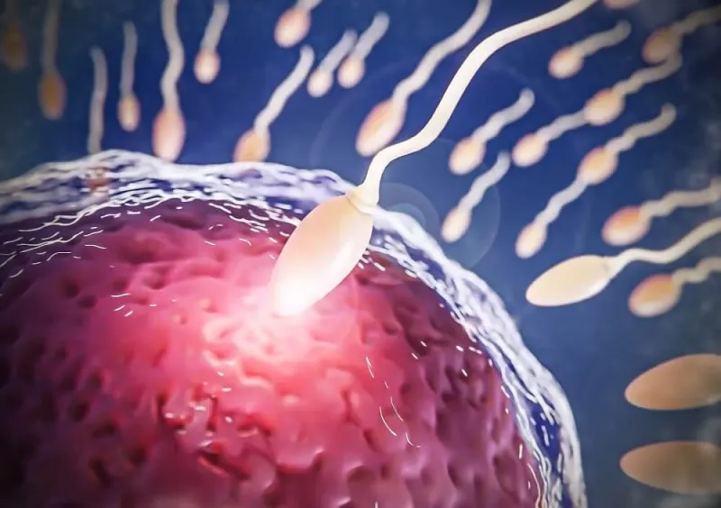 What Is Semen? What Are the Differences Between Semen and Sperm?
